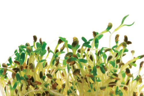  Sprouts Alfalfa
