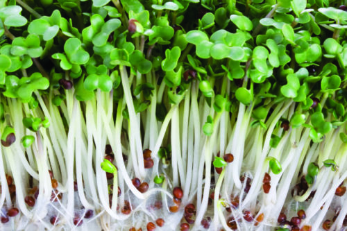  Sprouts/Microgreens Broccoli Raab