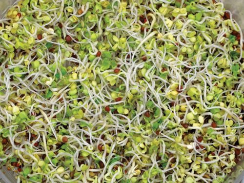  Sprouts/Microgreens Clover (red)