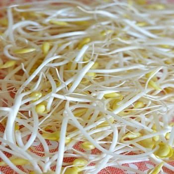  Sprouts Soybean – 250 g – Untreated