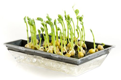  Sprouts/Microgreens Pea