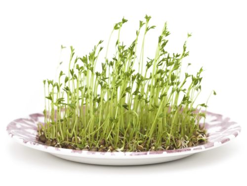  Sprouts/Microgreens Lentils green