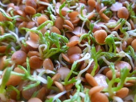  Sprouts/Microgreens Red lentils