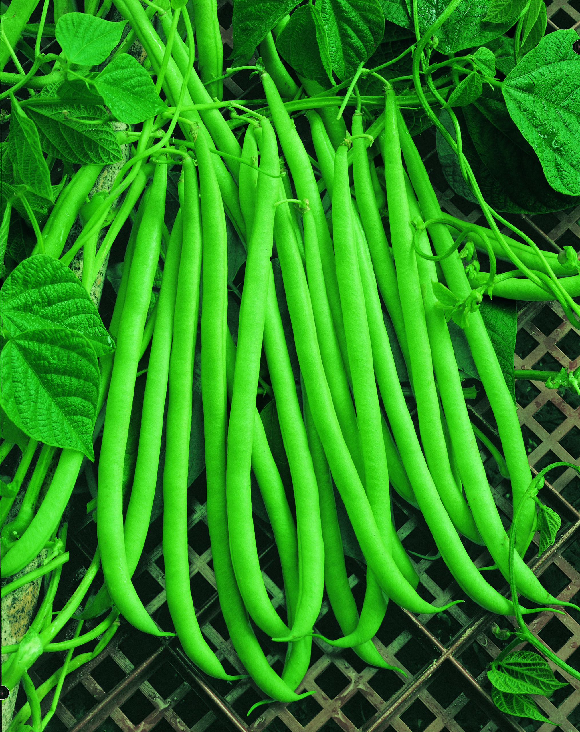  Greenhouse Pole beans Emerite