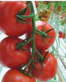  Greenhouse Tomato Komeett F1
