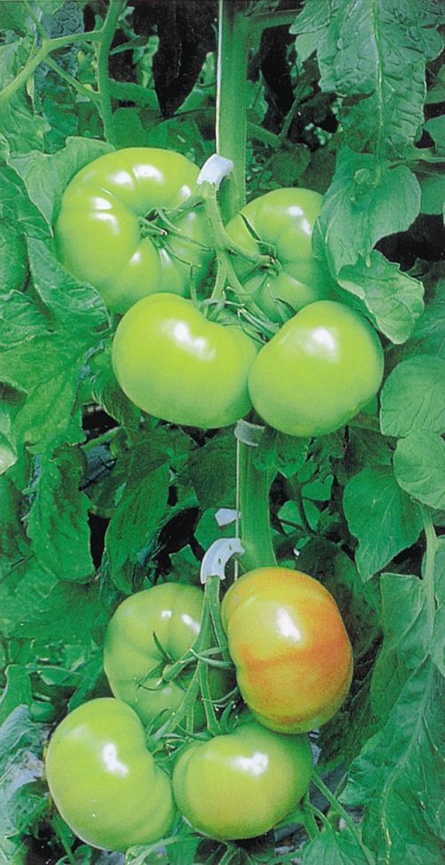  Greenhouse Tomato Trust F1