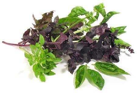  Basil Collection
