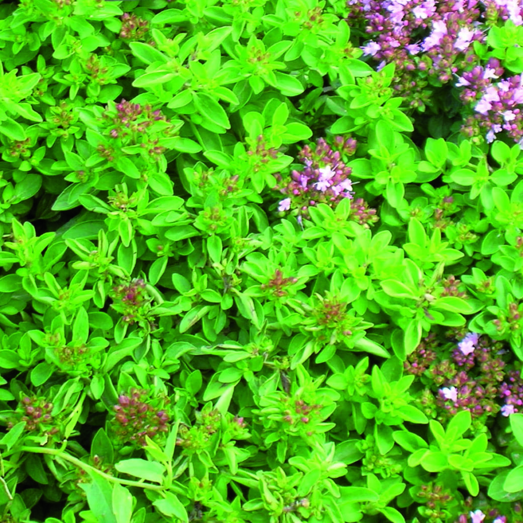 Marjoram Sweet W.H. Perron