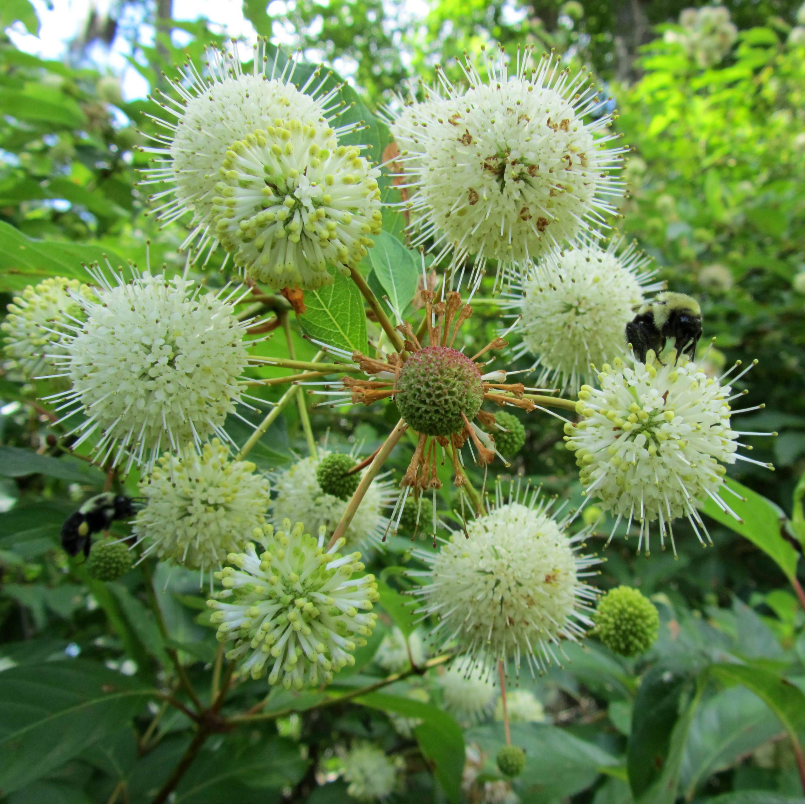 Image of Buttonbush bush with white flowers