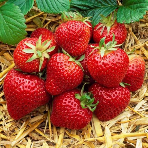  Strawberry Albion