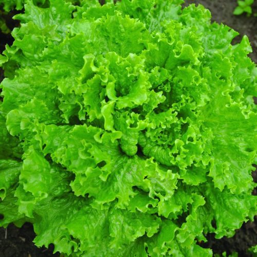  Lettuce Bergam’s Green