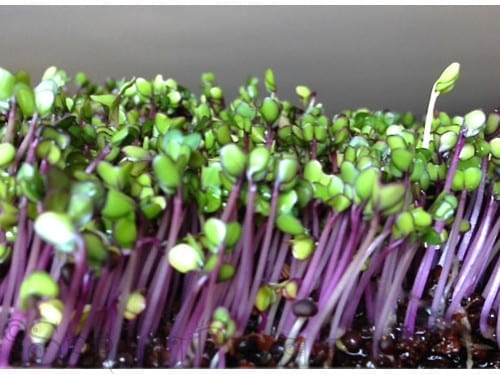  Sprouts/Microgreens Kohlrabi Red