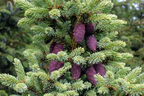  Black spruce