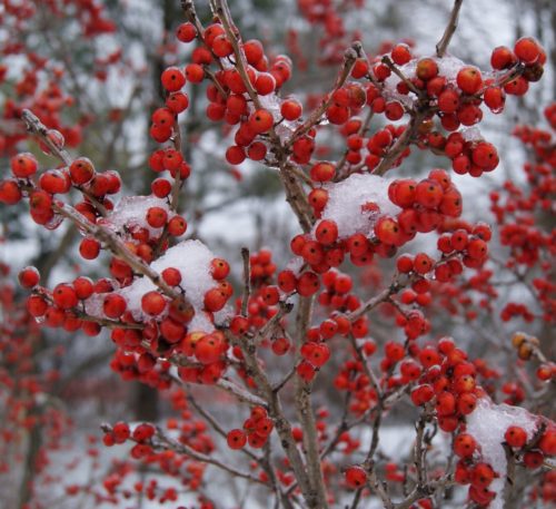  Winterberry