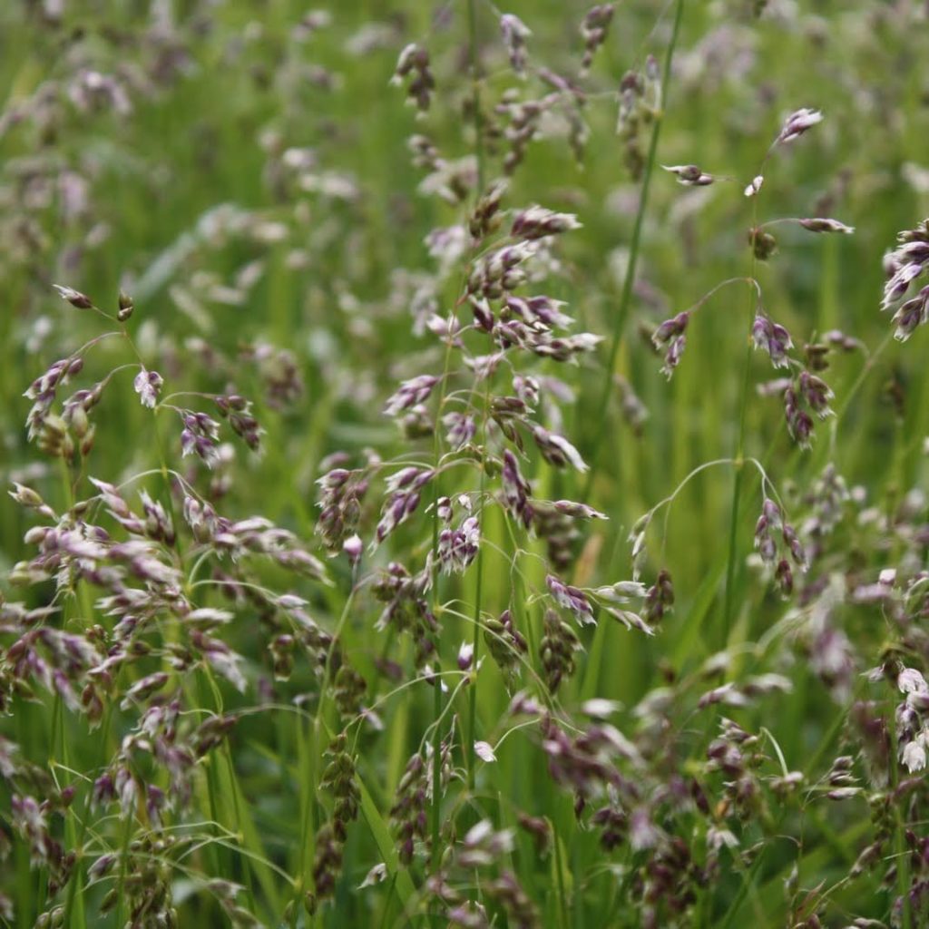 Vanilla Grass W.H. Perron