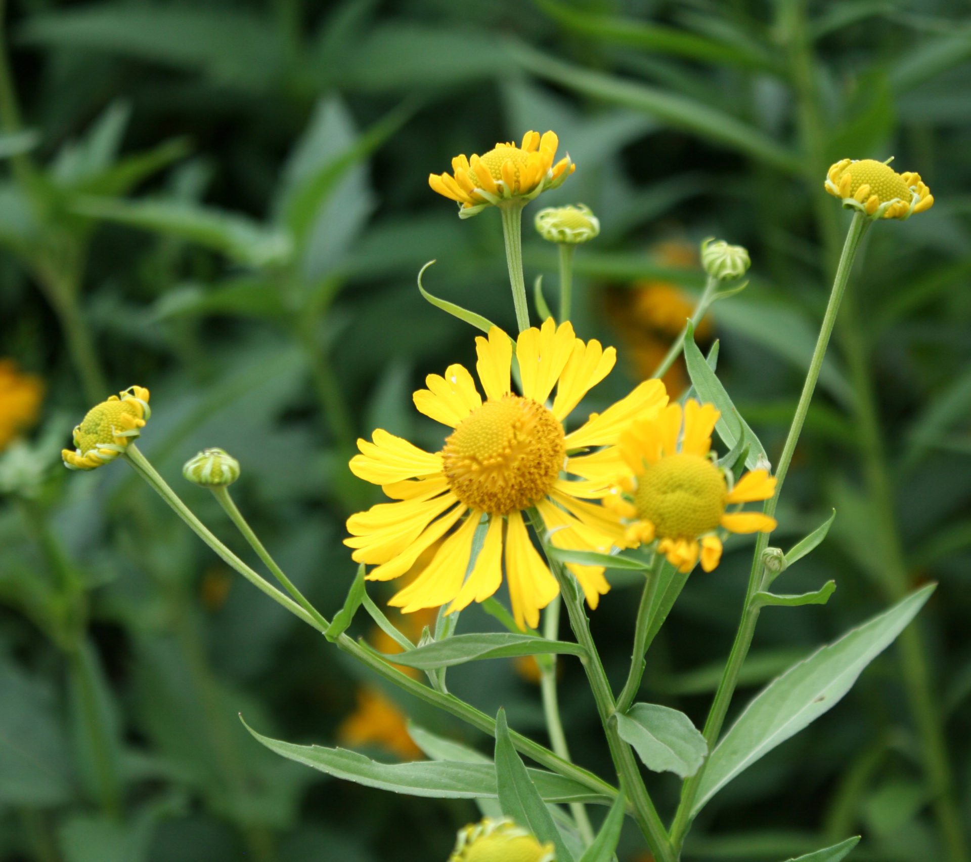 Swamp Sunflower W.H. Perron