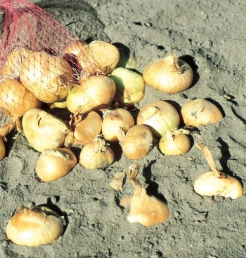  Shallot Multiplier or potato onion