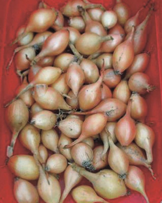 Perron Spain Onion Spanish | W.H. Perron