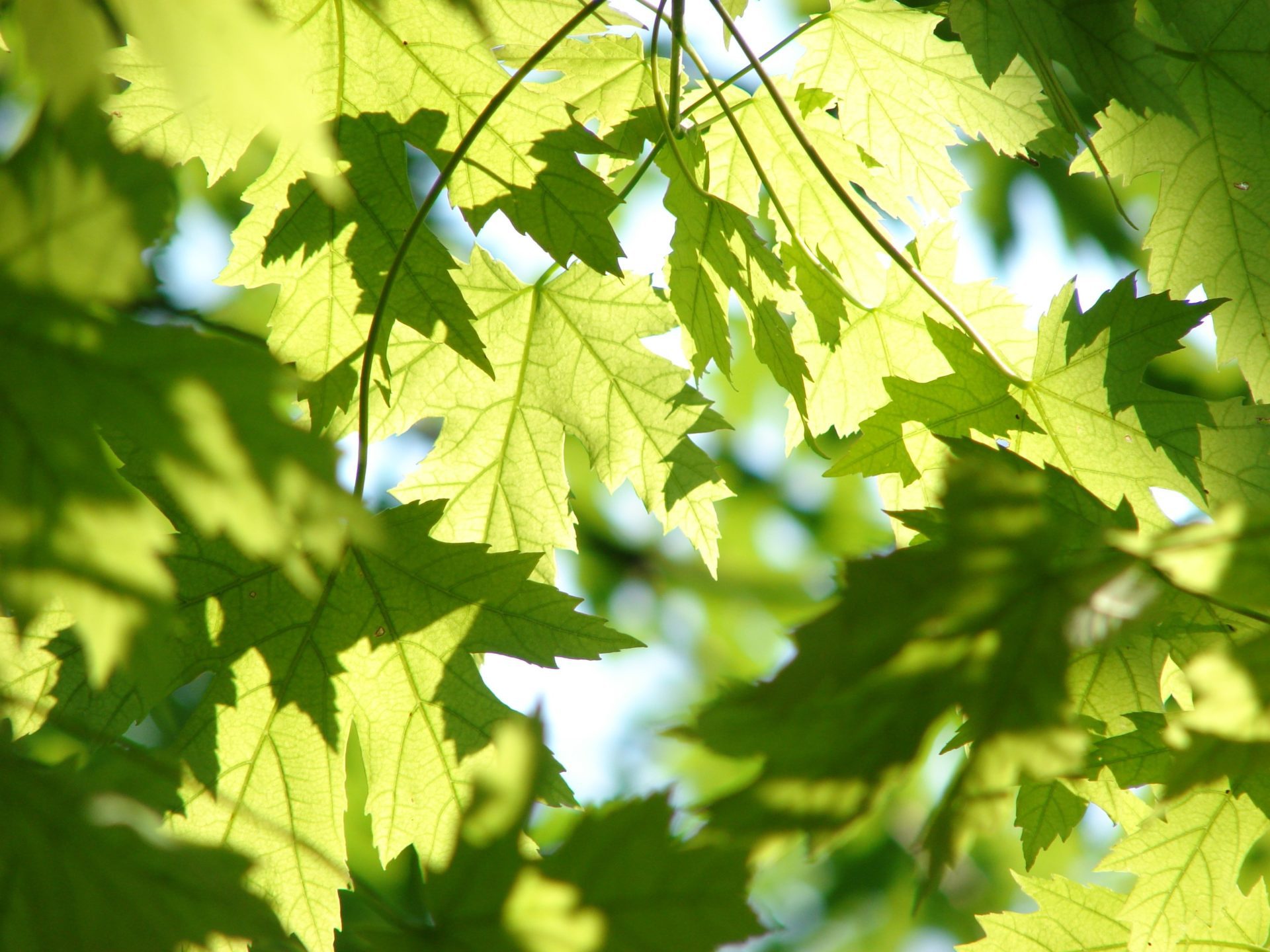 Alternate-leaved Dogwood