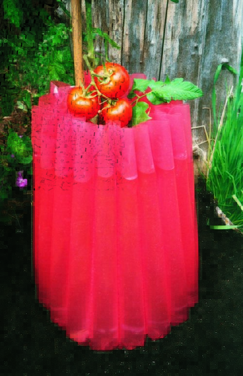 Kozy-Coats Tomato Protection – Set of 10 Tomato Protectors