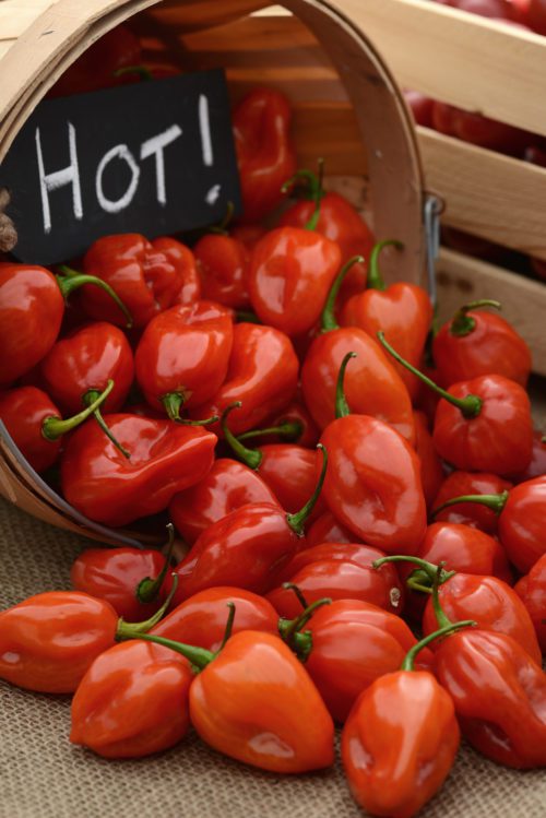  Pepper-Hot Primero Red F1