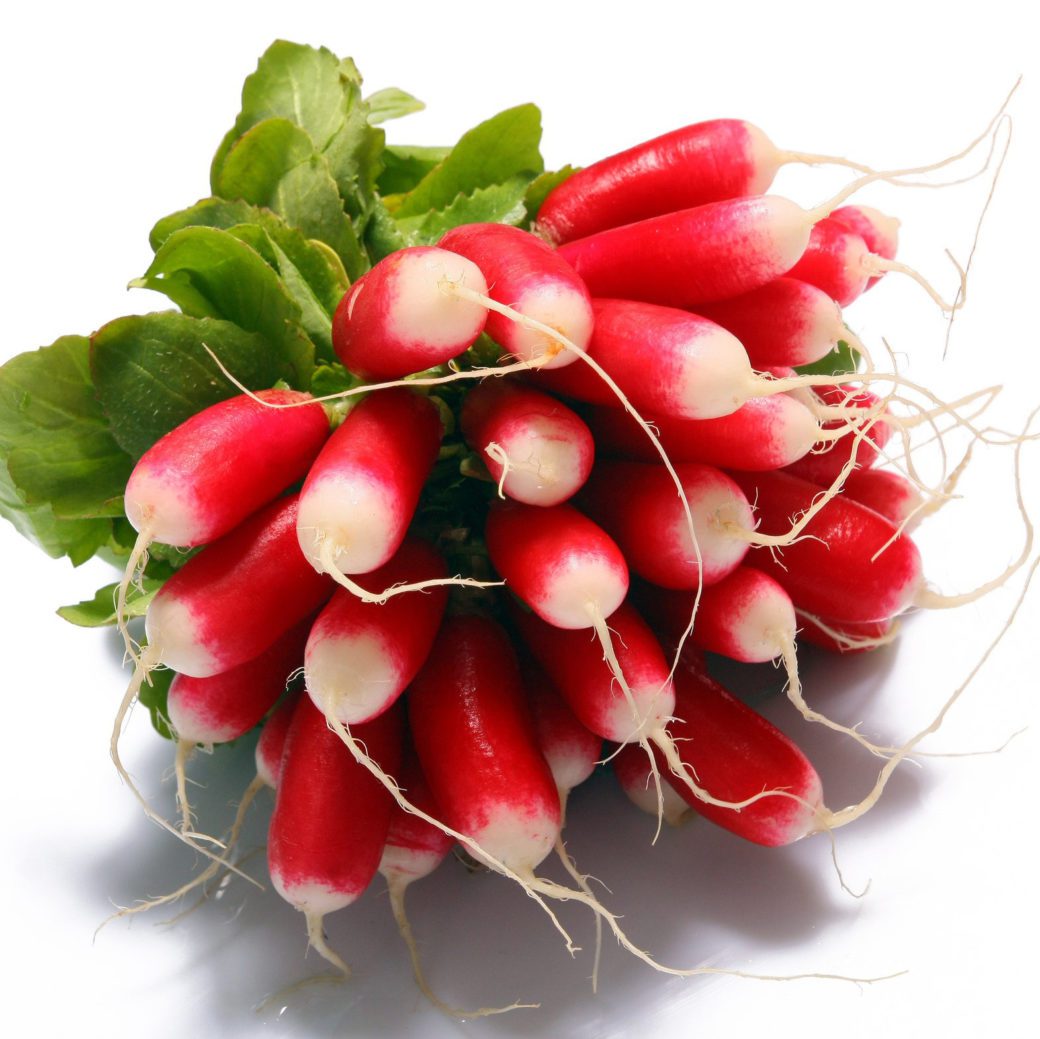 Radish French Breakfast W.H. Perron