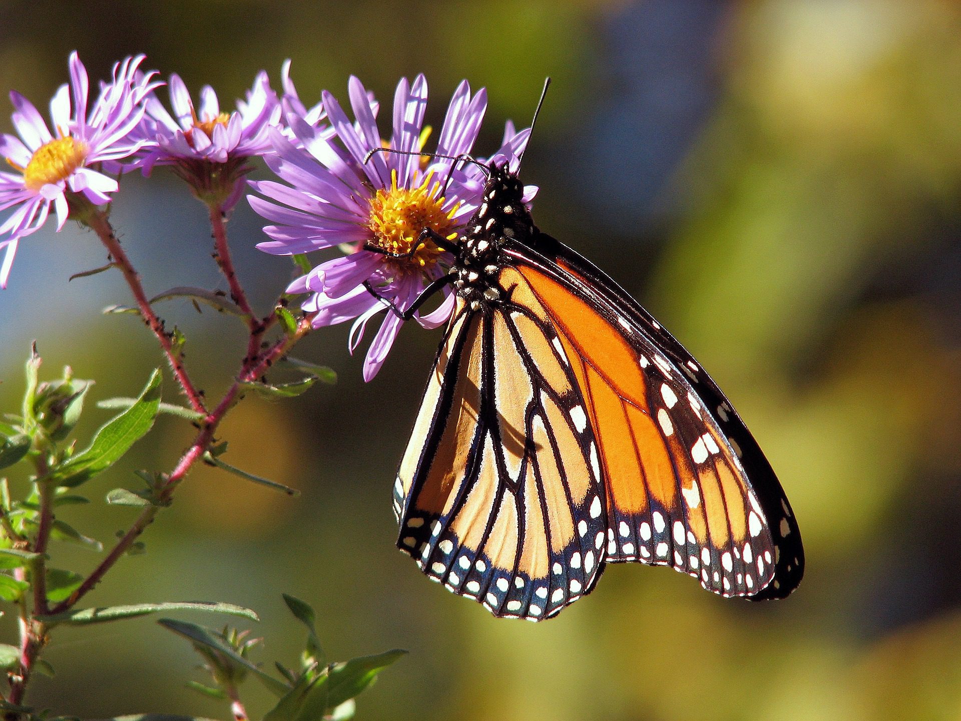 Friends of the garden: the little helpers