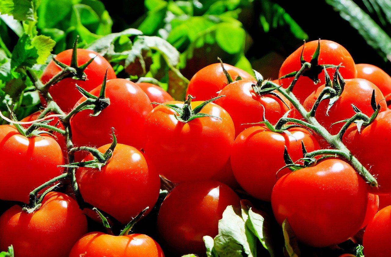 Tomato Plant Diseases