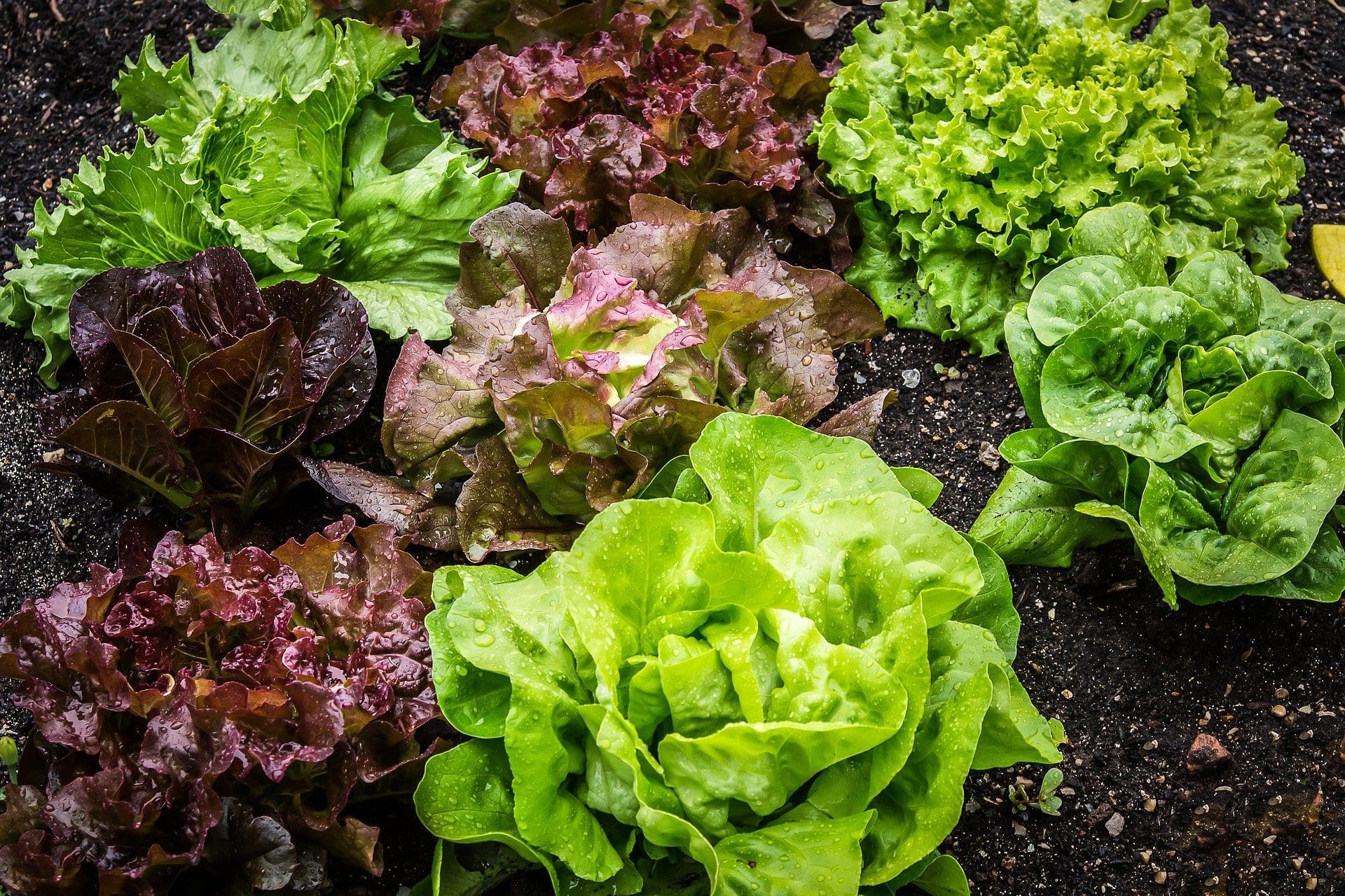 Cultivate your lettuce in containers or window box