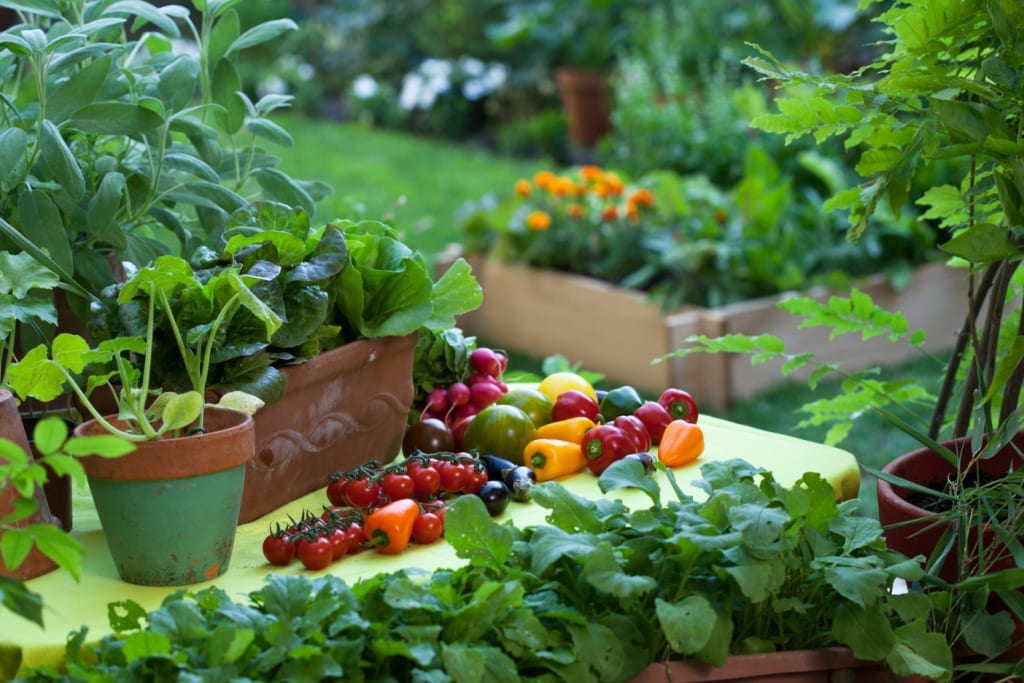 Planting the most popular vegetables and herbs in the garden.