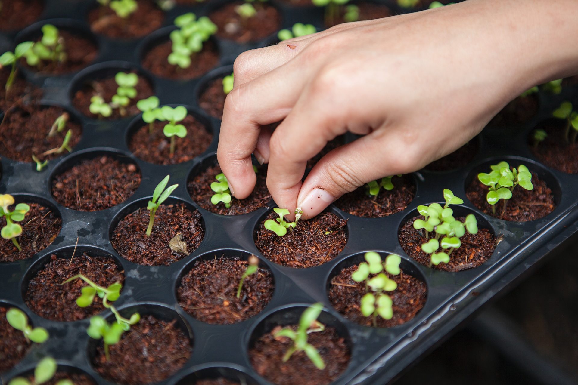 A Garden In Your Kitchen