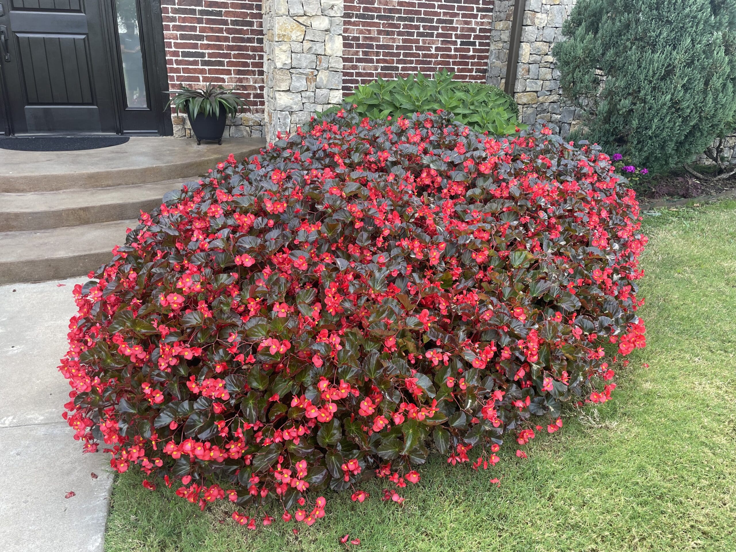 Begonia Viking® XL Red on Chocolate F1 - Image 2