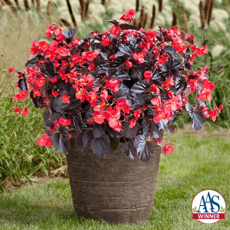 Begonia Viking® XL Red on Chocolate F1