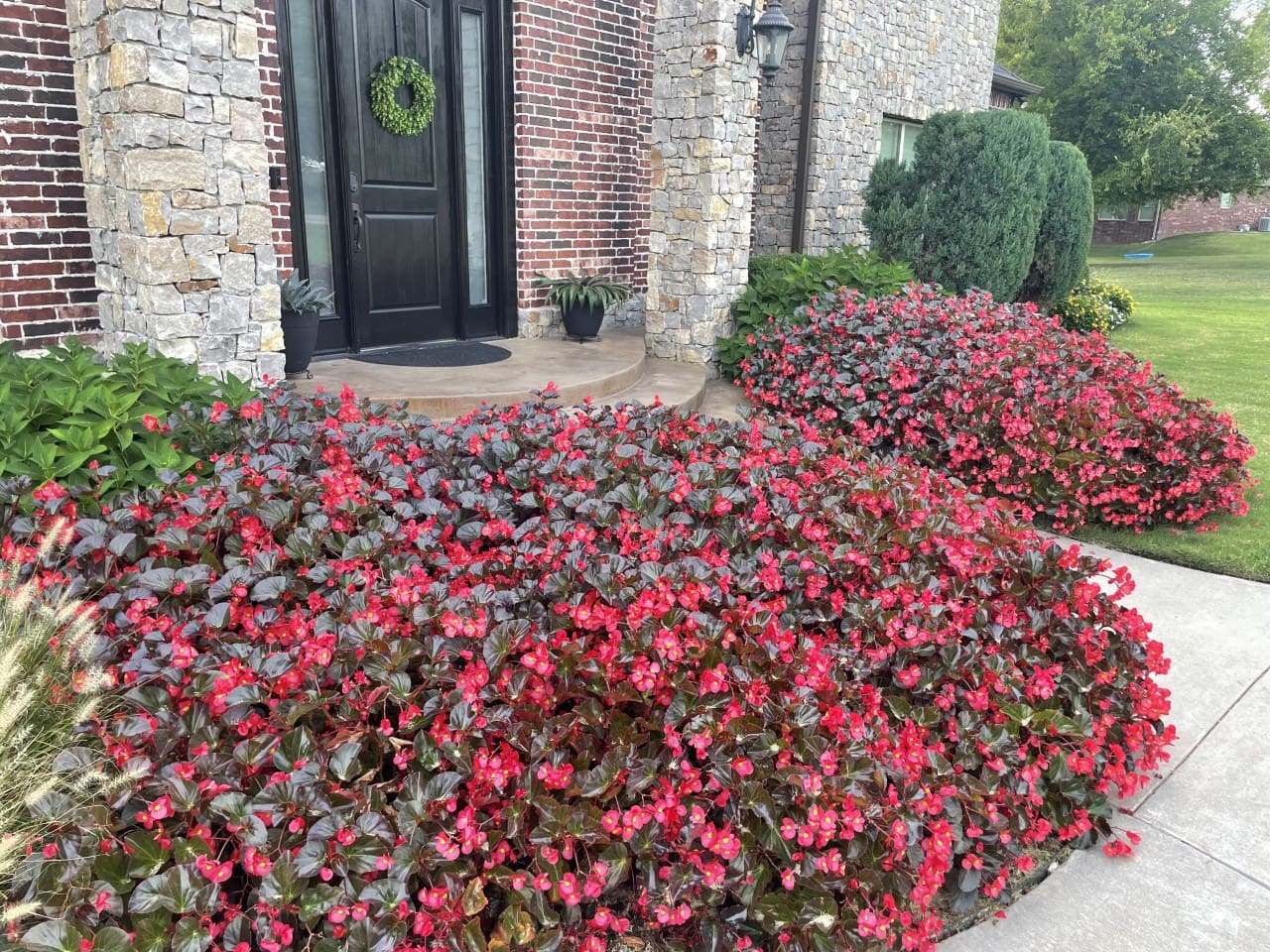 Begonia Viking® XL Red on Chocolate F1 - Image 3