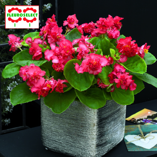  Begonia Fiona™ Red F1