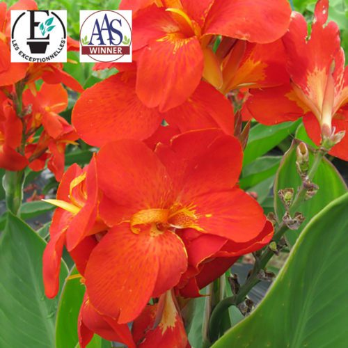  Canna South Pacific™ Scarlet F1