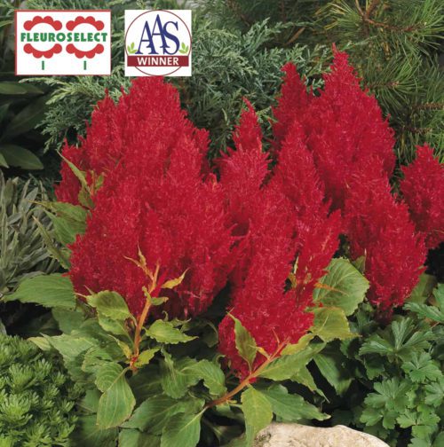  Celosia Fresh Look Red