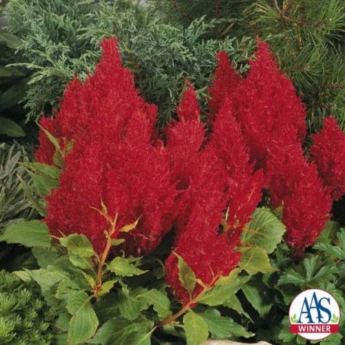  Celosia Fresh Look Red