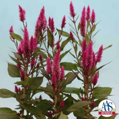  Celosia Asian Garden