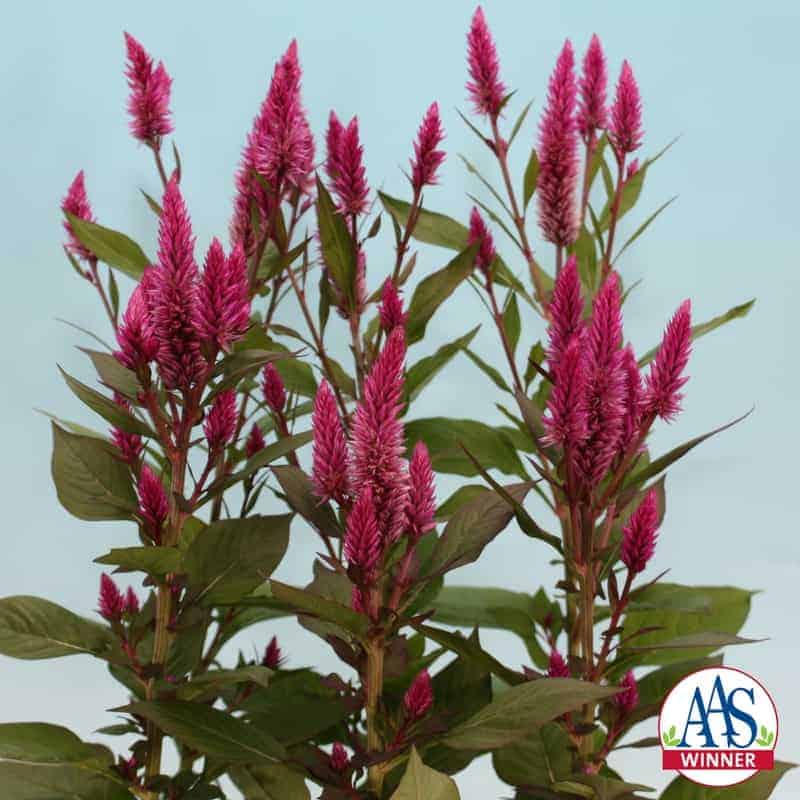 Celosia Asian Garden