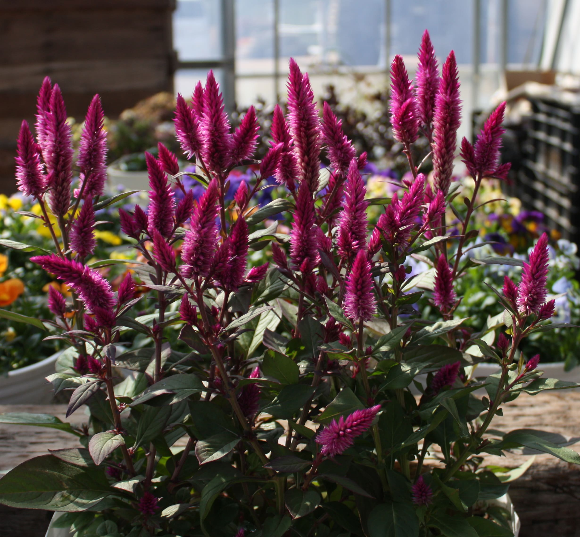 Celosia Asian Garden - Image 2
