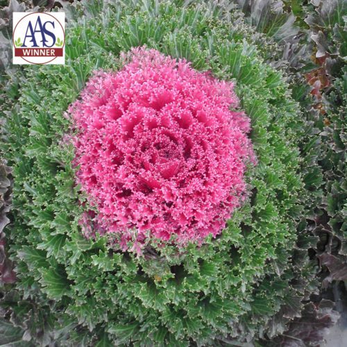  Kale – Flowering Glamour™ Red F1