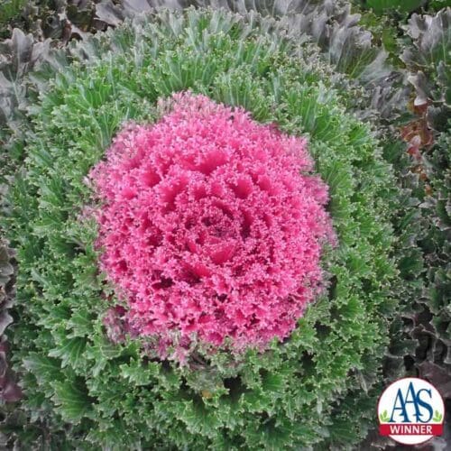  Kale – Flowering Glamour™ Red F1