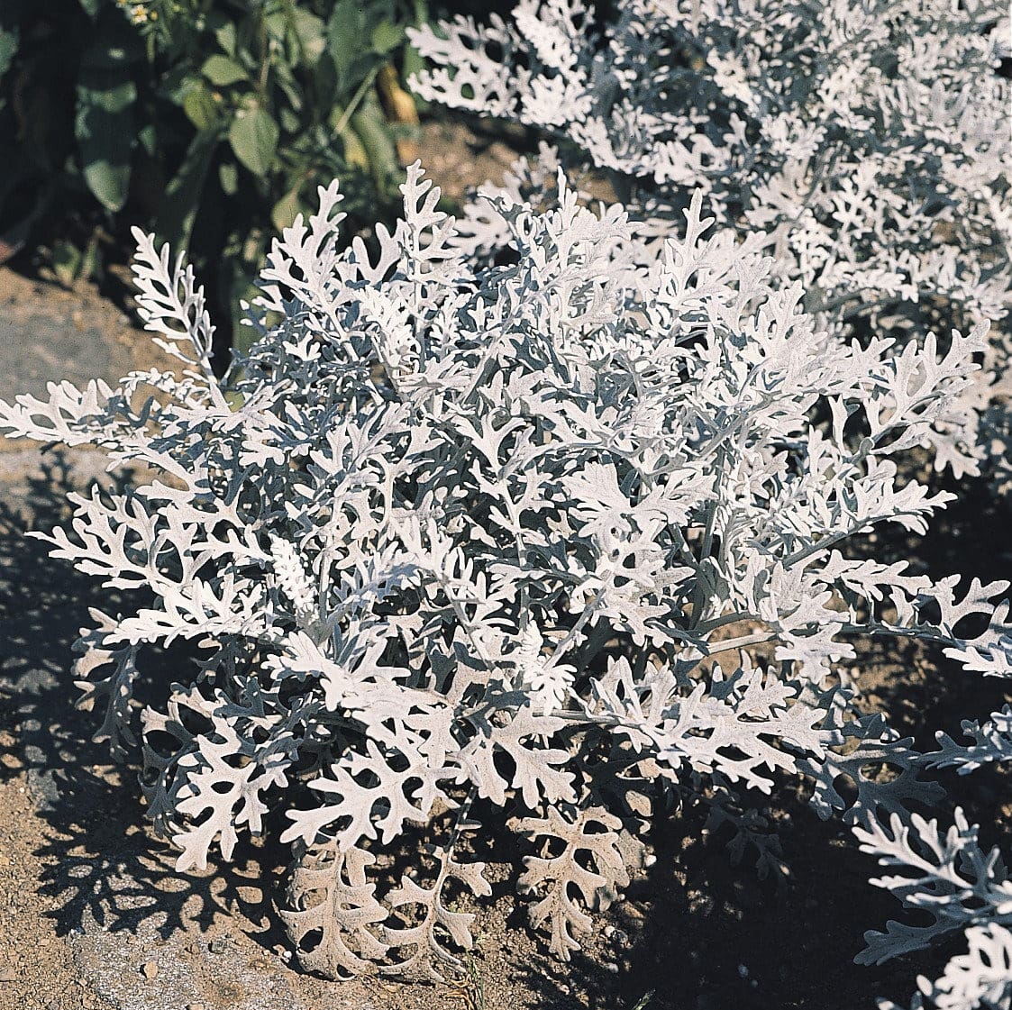 Dusty Miller Silverdust - Image 2