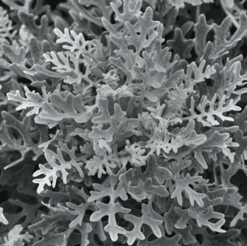  Dusty Miller Silverdust