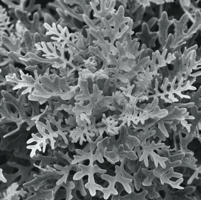 Dusty Miller Silverdust