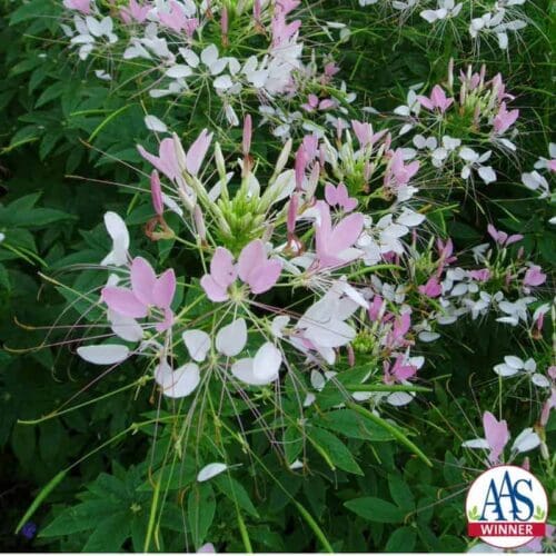  Cleome Sparkler™ 2.0 Blush F1