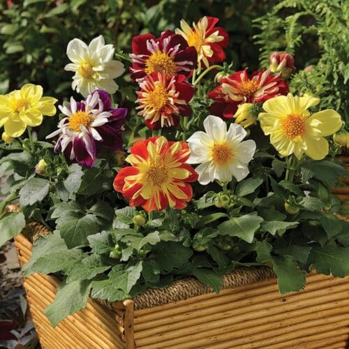  Dahlia Harlequin™ Mix F1