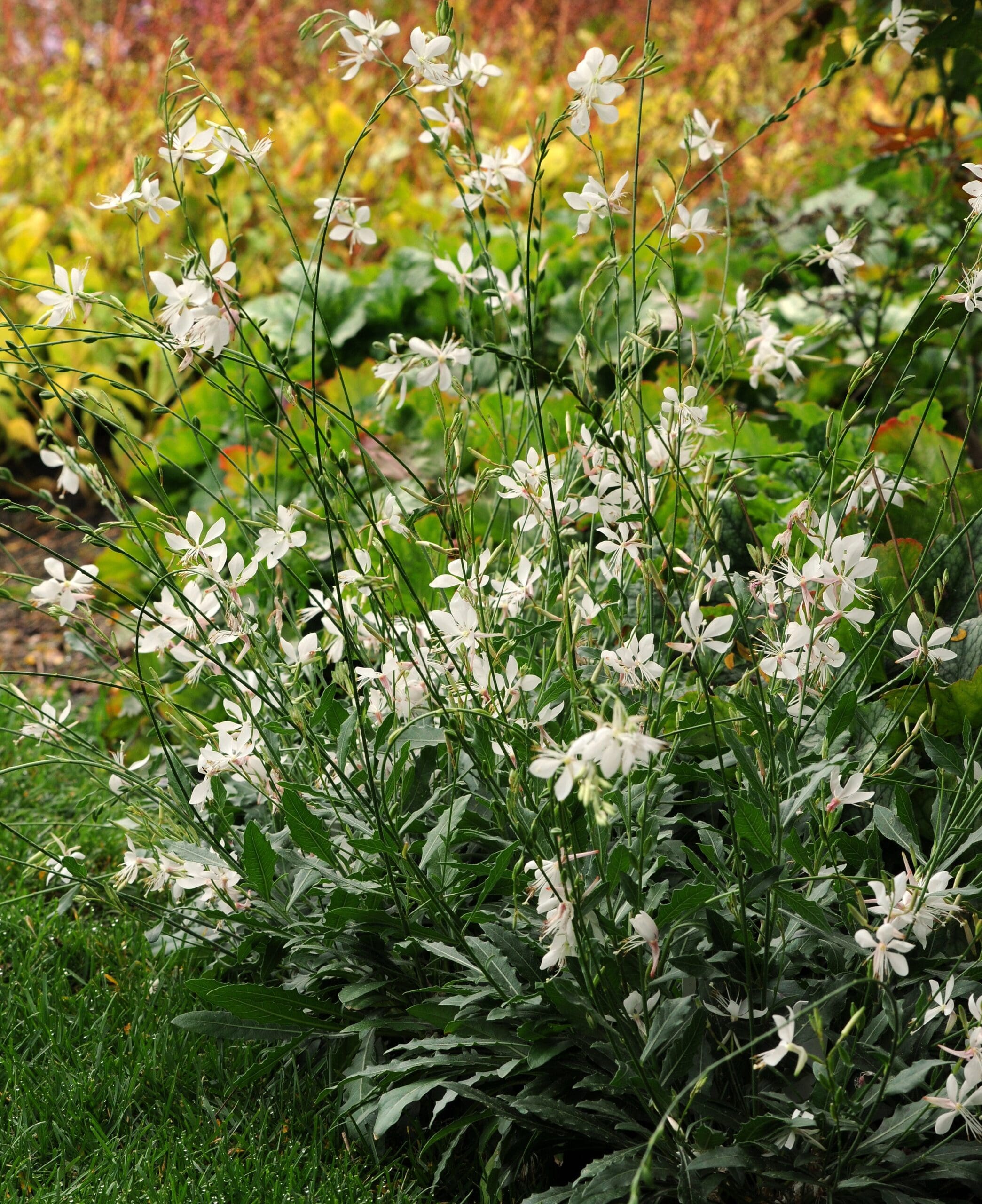 Gaura Sparkle White - Image 3