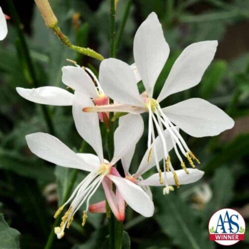  Gaura Sparkle White